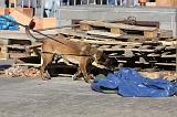 CHIEN D'INTERVENTION 075